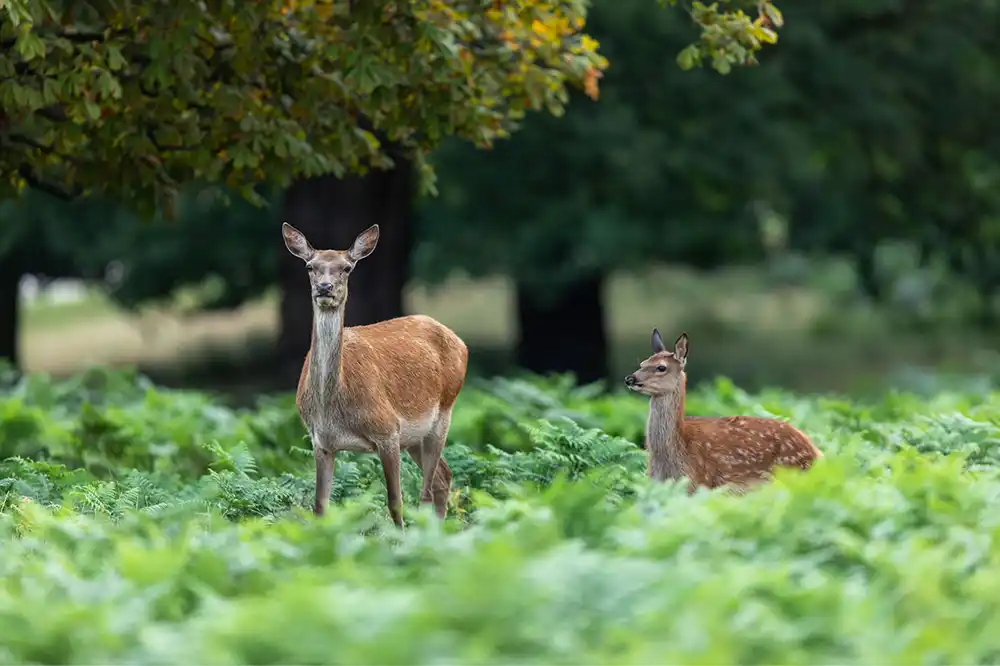 A la rencontre de la faune sauvage
