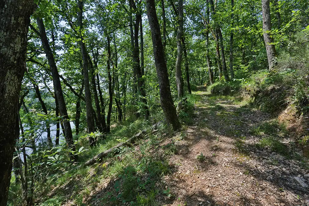 Chemin dans la forêt à flanc de colline