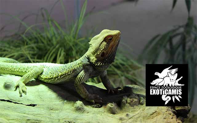 Zoo Exoticamis
